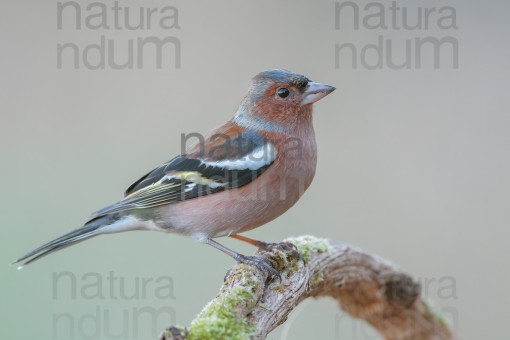 common-chaffinch_5458