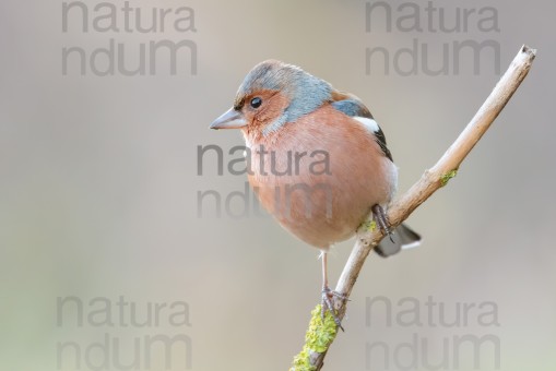common-chaffinch_5532
