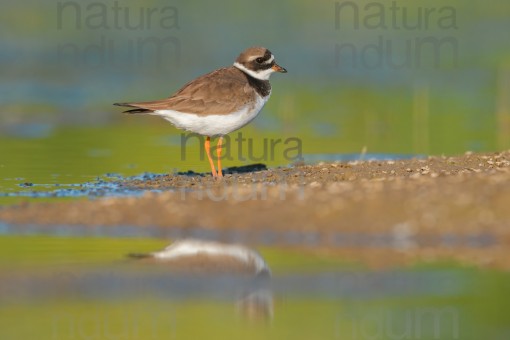 common-ringed-plover_3941
