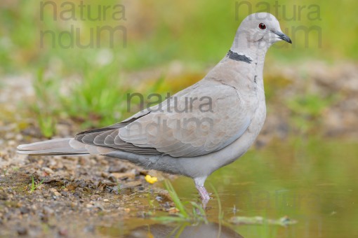 eurasian-collared-dove_8519