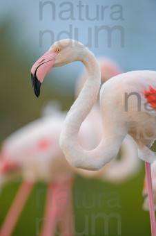 greater-flamingo_6231