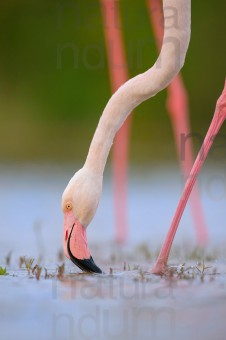 greater-flamingo_6287