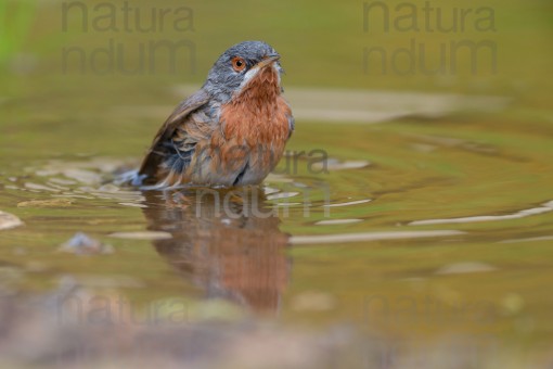 Subalpine Warbler (Sylvia cantillans)