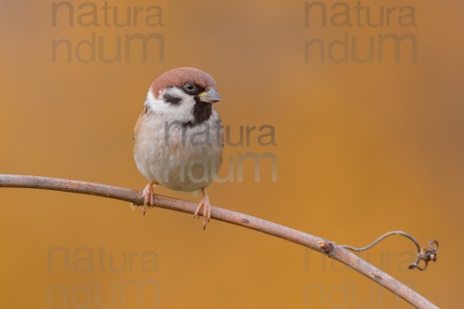 eurasian-tree-sparrow_1104