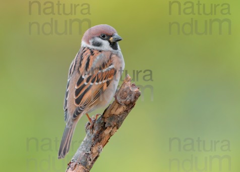 eurasian-tree-sparrow_4736