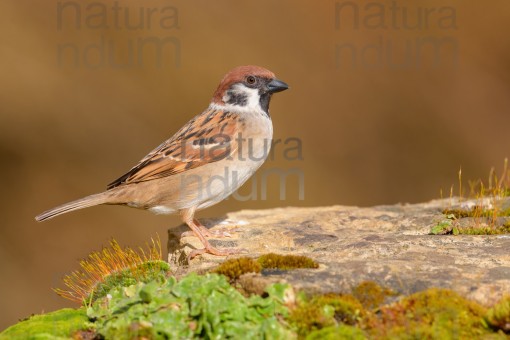 eurasian-tree-sparrow_6905