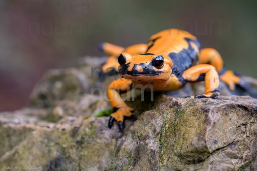 fire-salamander_4055