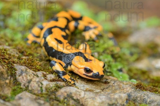 fire-salamander_4623