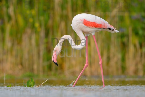 greater-flamingo_4085