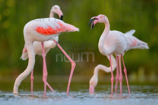 greater-flamingo_6114