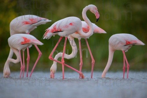 greater-flamingo_6170