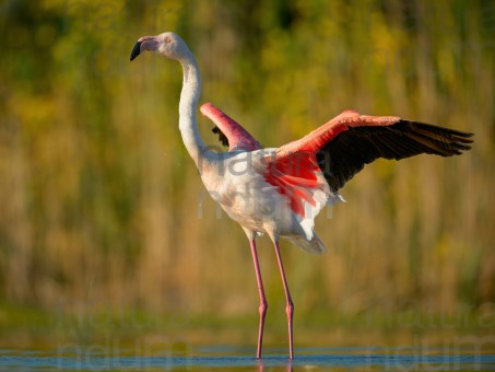 greater-flamingo_7588