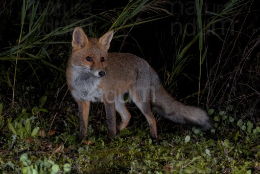 red-fox_1099