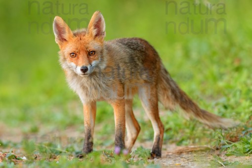 red-fox_2432