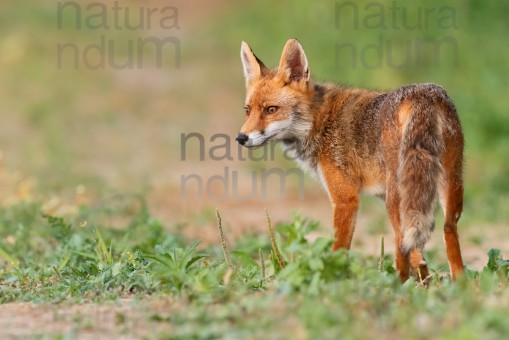 red-fox_2471