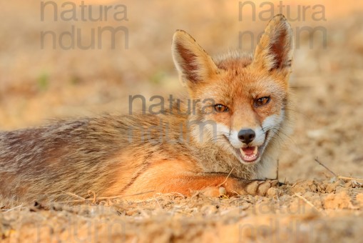 red-fox_2902