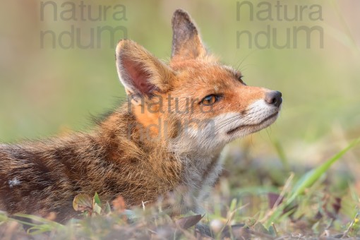 red-fox_3563