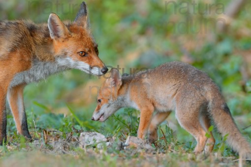 red-fox_3682