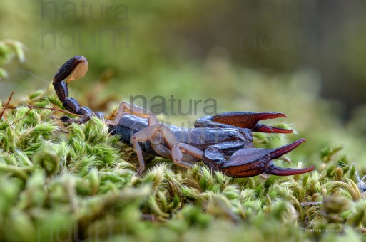 Scorpione (Euscorpius italicus)