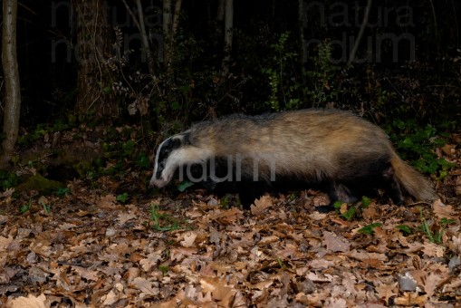 European badger (Meles meles)