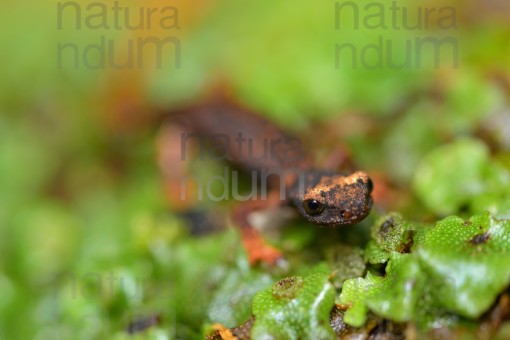 spectacled-salamander_22_0132