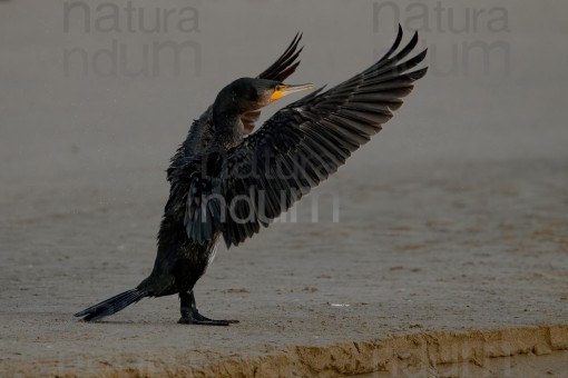 great-cormorant_7266
