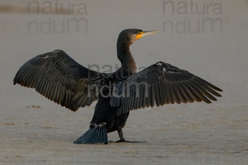 great-cormorant_7491