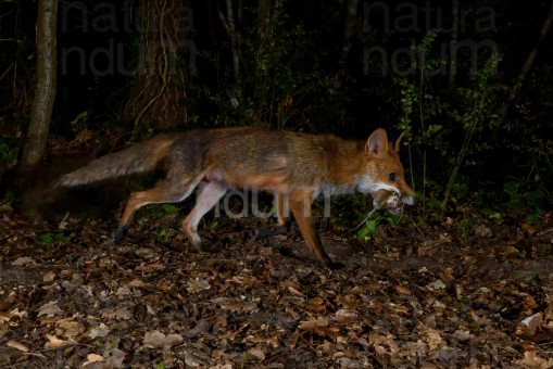 red-fox_8792