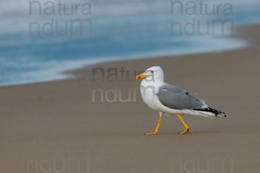 yellow-legged-gull_7801