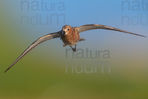 Piovanello comune (Calidris ferruginea)