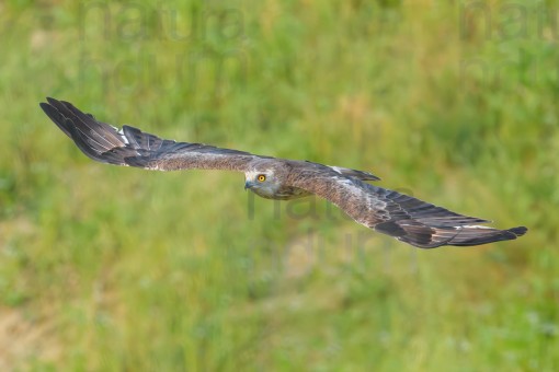 Short-toed snake eagle (Circaetus gallicus)