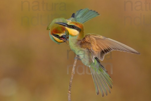european-bee-eater_3293