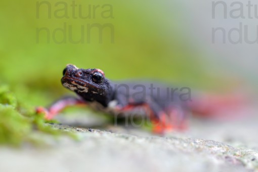 southern-spectacled-salamander_1583