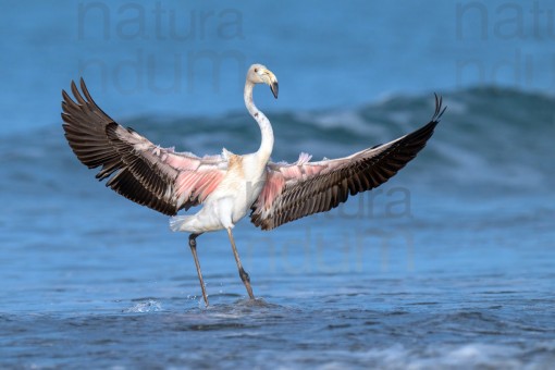 greater-flamingo_7659