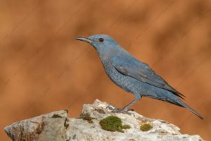 Foto di Passero solitario (Monticola solitarius)