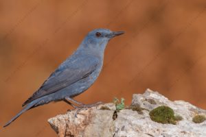 Photos of Blue Rock Thrush (Monticola solitarius)