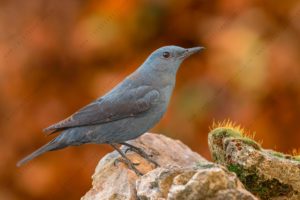 Photos of Blue Rock Thrush (Monticola solitarius)