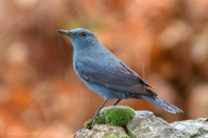 Photos of Blue Rock Thrush (Monticola solitarius)