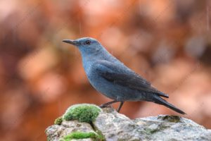 Photos of Blue Rock Thrush (Monticola solitarius)