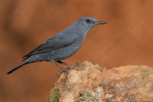 Foto di Passero solitario (Monticola solitarius)