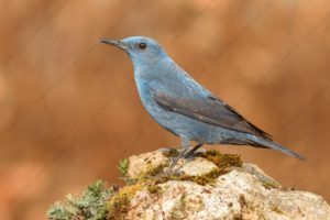 Photos of Blue Rock Thrush (Monticola solitarius)