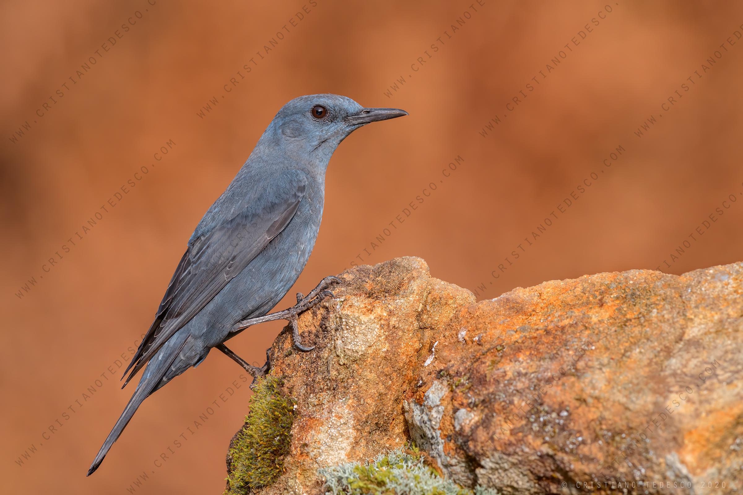aprile 2020 - le foto del mese - foto di passero solitario (Monticola solitarius)