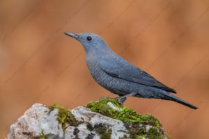 Blue Rock Thrush (Monticola solitarius)