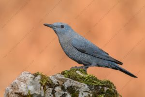 Blue Rock Thrush (Monticola solitarius)