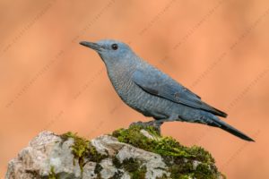 Blue Rock Thrush (Monticola solitarius)