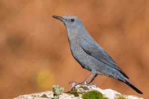 Foto di Passero Solitario (Monticola solitarius)