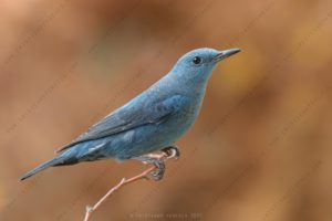 Foto di Passero solitario (Monticola solitarius)