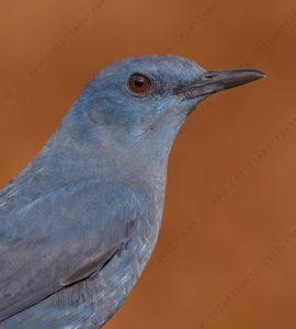 Foto di Passero solitario (Monticola solitarius)