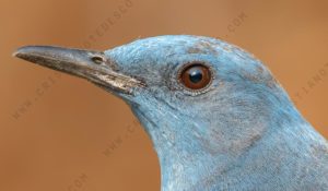Photos of Blue Rock Thrush (Monticola solitarius)