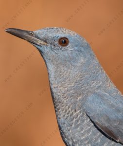 Foto di Passero solitario (Monticola solitarius)